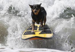 Cães na crista da onda