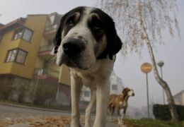 Bósnia cria projeto para recolher os cães de rua