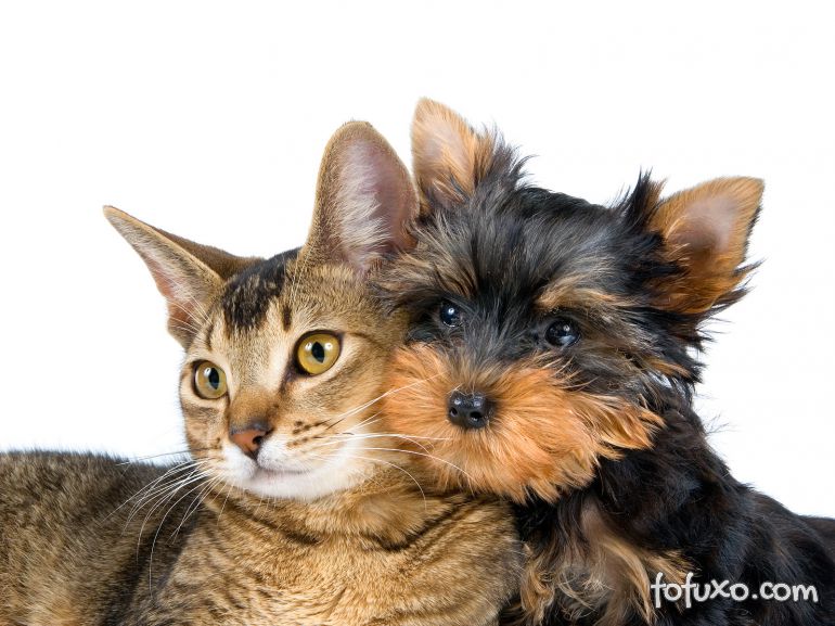 Pets para quem mora sozinho: Cães ou Gatos?