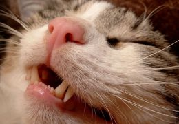 Dentes de gatos: Confira dicas de cuidados