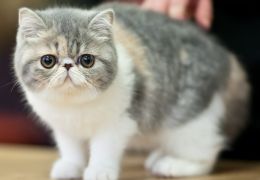 Estudos afirmam que gatos não gostam de “carinho em excesso”