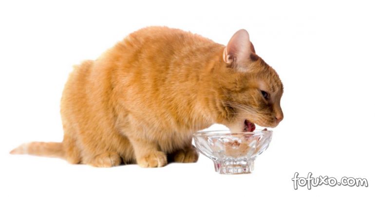 Confira alguns alimentos que o seu gato pode comer