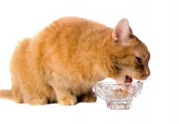 Confira alguns alimentos que o seu gato pode comer
