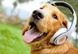 Musicoterapia também pode ser bom para cachorro