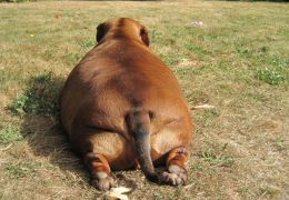 Dicas de dieta natural para cães obesos