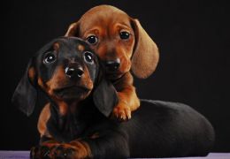 Montadora de veículos incentiva doação de cães