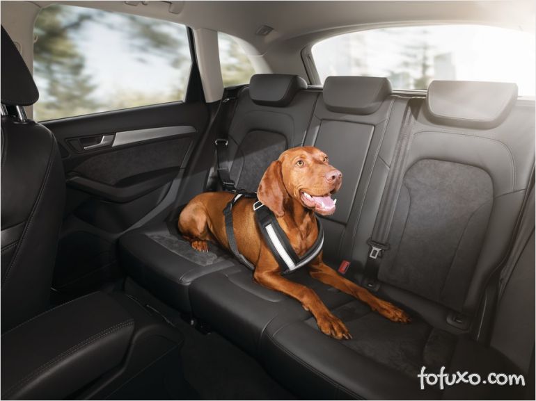 Audi apresenta acessórios para cães