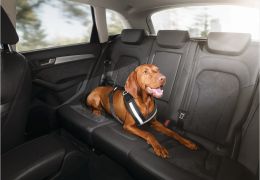 Audi apresenta acessórios para cães