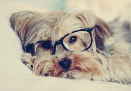 Como saber se o cão está desenvolvendo problemas de visão?