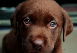 Expectativa média de cães no Brasil ainda é baixa