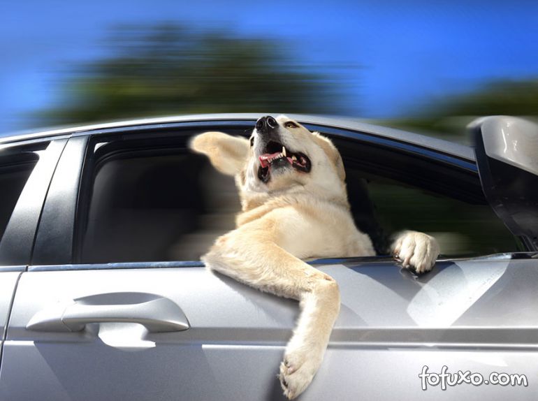 Ensaio mostra cães com a cabeça para fora do carro