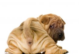 Confira dicas para diminuir a flatulência de cães