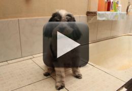 Conheça a história do cachorro que vai sozinho ao pet shop tomar banho