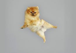 Fotógrafa cria ensaios com cães voadores