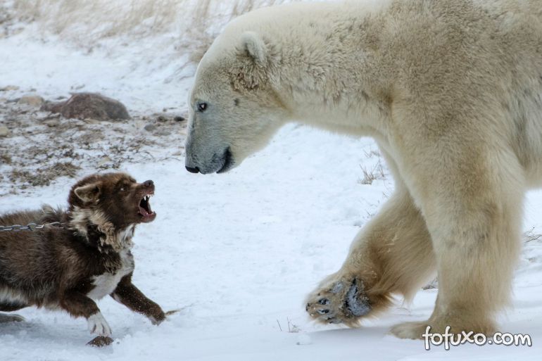 Fotógrafo flagra cão enfrentando urso