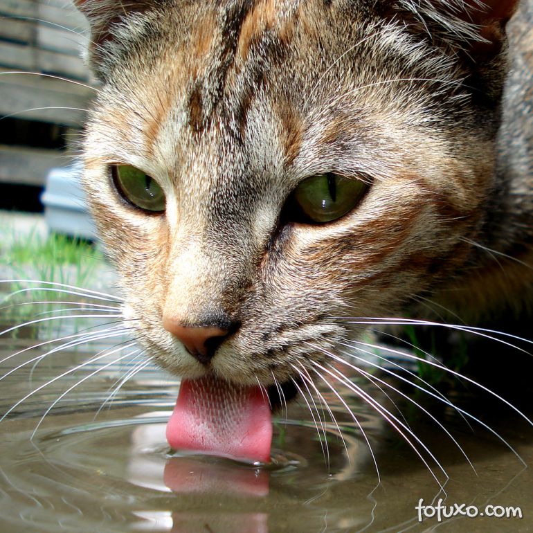 Gatos teriam mecanismo mais eficiente para tomar água do que os cães