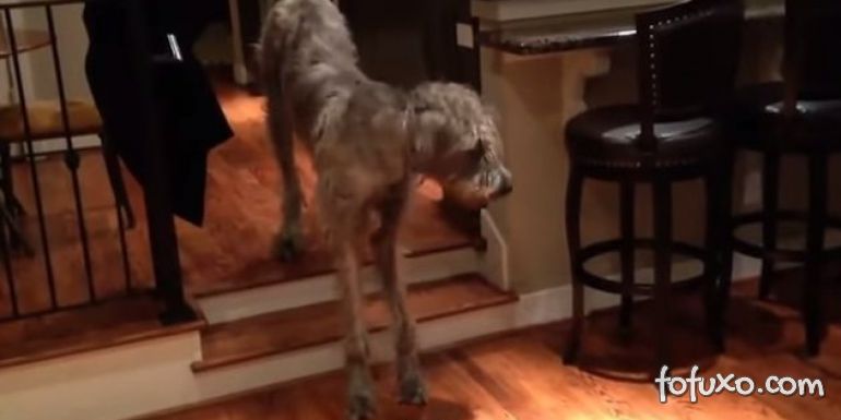 Cachorro gigante com medo de descer escadinha