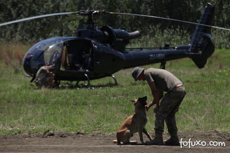 Cães treinados ajudam no combate à caça de rinocerontes 