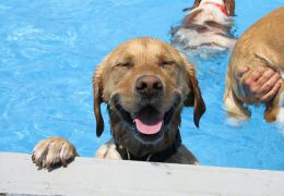 Está calor? Leve o seu cão para o parque aquático