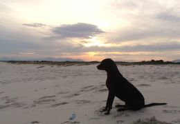 Os cães vão para o céu!