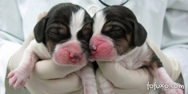 Cientista que promete clonar cães na Coreia do Sul já fez pesquisas de clonagem 