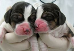 Cientista que promete clonar cães na Coreia do Sul já fez pesquisas de clonagem 