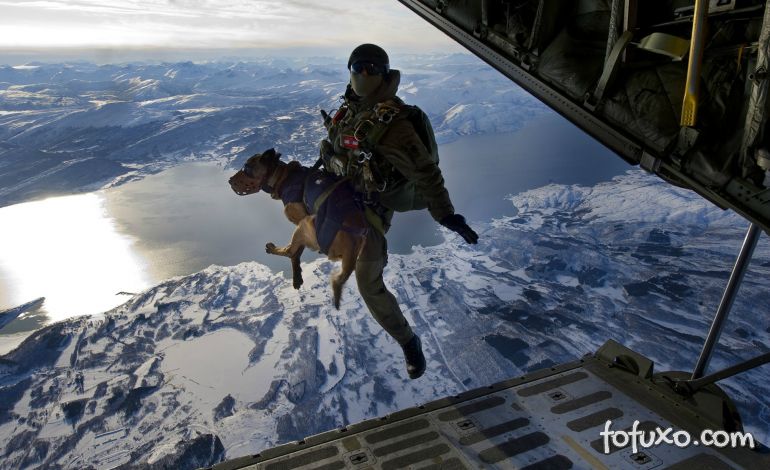 Cachorros saltam de paraquedas na Noruega
