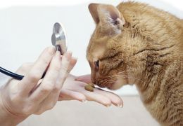 Diabetes felina: Entenda como ajudar o seu pet