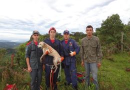 Cão é resgatado de penhasco