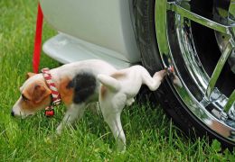 Cuidado: Xixi de cachorro pode estragar carros e portões