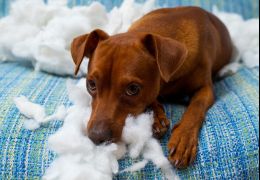 Cachorros “mau comportados” teriam ligação mais forte com seus donos