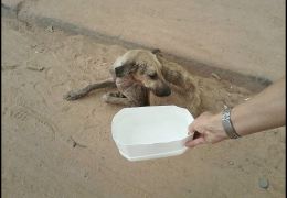 Campanha pede para pessoas colocarem potes com água nas ruas para cães e gatos