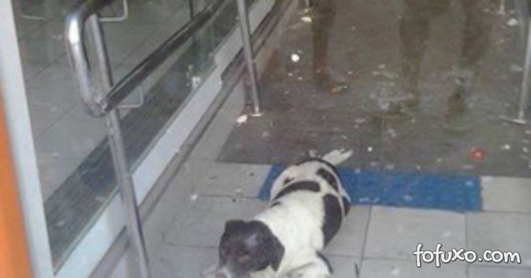 Cachorro é resgatado por moradores depois de ficar preso em agência bancária