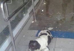 Cachorro é resgatado por moradores depois de ficar preso em agência bancária