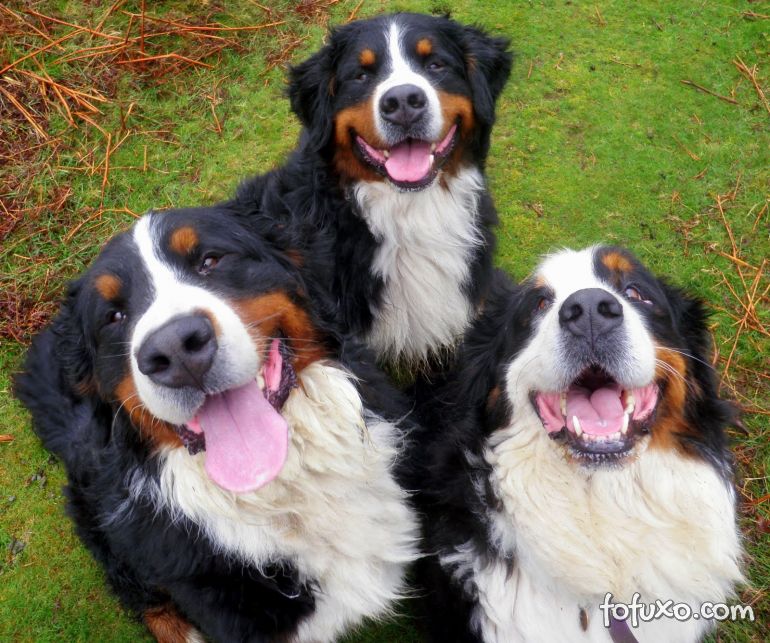 Empresa do ramo alimentício promove pesquisa sobre felicidade dos cães