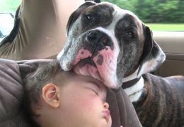 Confira algumas dicas para que cães e bebês convivam bem