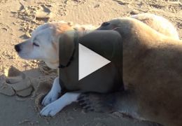 Vídeo flagra foca abraçando cão 