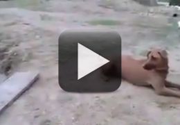 Cachorro corre para ajudar dono que finge estar se afogando