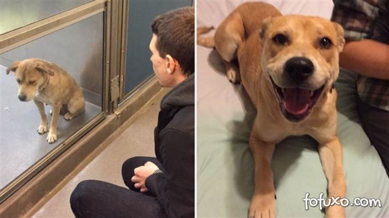 Confira imagens do antes e depois dos cães tirados das ruas