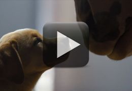 Comercial com cachorro perdido é eleito melhor do Super Bowl