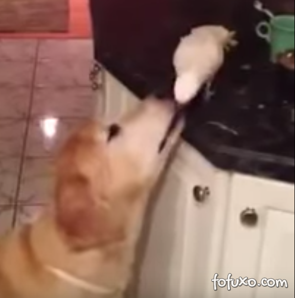 Pássaro rouba comida e dá para cachorro