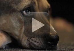 Vídeo emocionante mostra os últimos minutos de cão com câncer terminal
