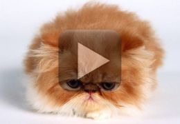 O que acontece com um gato no chão encerado? Descubra neste vídeo!