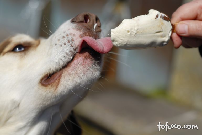 Cachorro flagrado roubando sorvete do dono