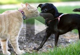 Conheça o gato que o odeia o novo cachorro da casa