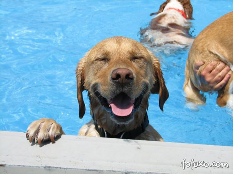 Canadá libera piscina para cães se divertirem. Veja o vídeo!