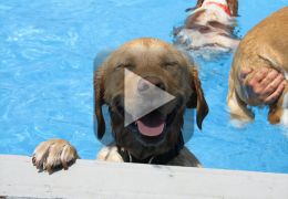 Canadá libera piscina para cães se divertirem. Veja o vídeo!