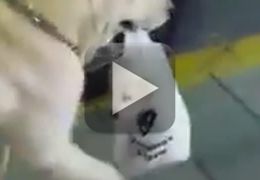 Cachorro carrega filhote dentro da sacola