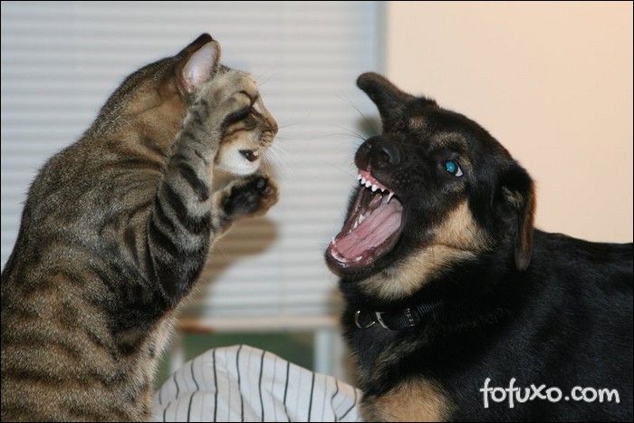 Gato manda cachorro “calar a boca”