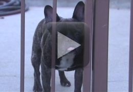 Cachorro coloca urso para correr